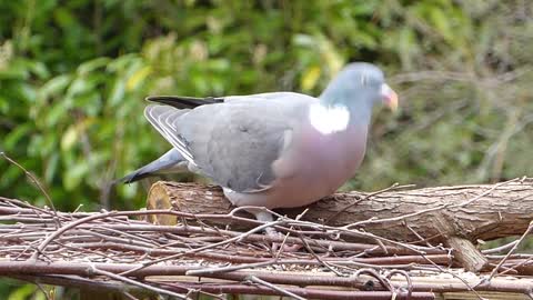 Pigeon Looking For Food