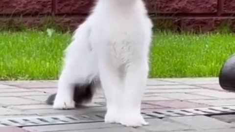 Cat cute 2023❤️❤️😂😂😂😂 funny sound