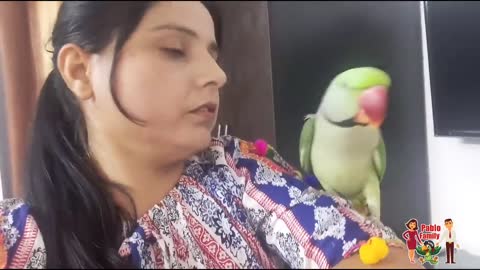 Mummy ka Gussa Pablo Parrot Vs Mumma p4