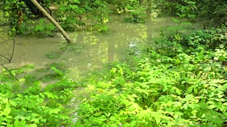 Compilation of flooding in the forest / water in the forest / floods.