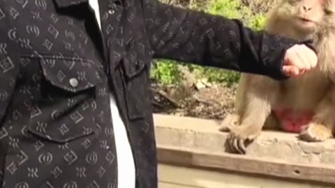 Monkey prank funny🤣🤣🤣 comedy viral #viral