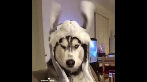 Funny husky | Dog