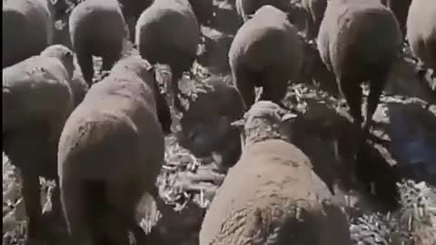 Discipline: Sheeps March as Soldier