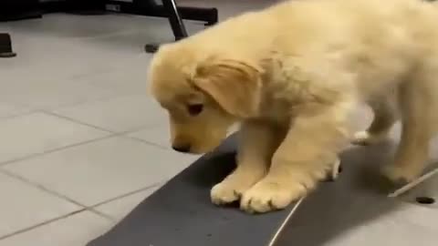 Puppy Cute and Funny