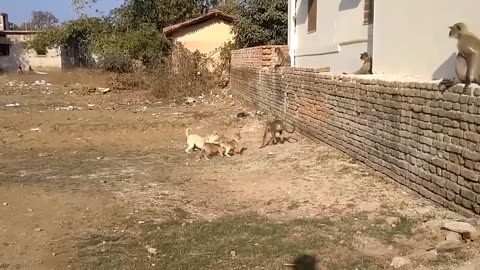 Monkey VS Dog full fight