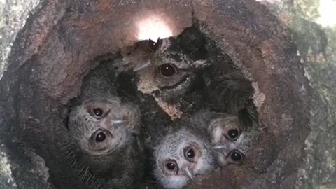 The owl family gathers in the tree hole