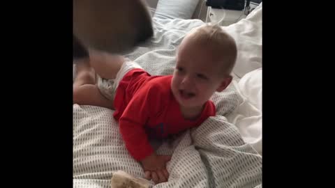 Golden Retriever Pins And Tickles A Toddler