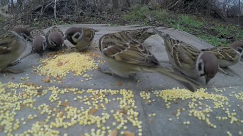 Birds Eating Grains With Joy...