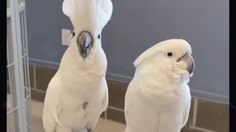 Cute couple bird dancing 😍 #birds you can't stop laughing