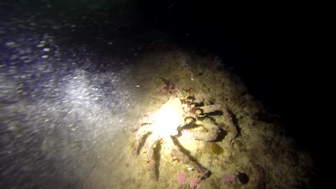 Creepy crabs on Monterey night dive