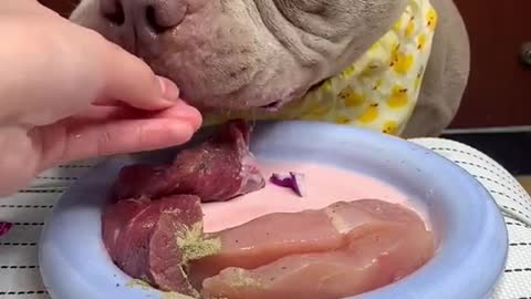 dogy eat
