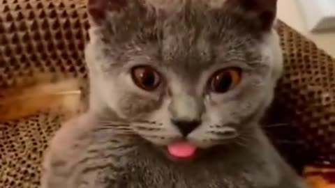 😂 Best Funny Animals Videos: Meet the Funniest Cat of the Year! 😹 #Shorts #Funny #Cats