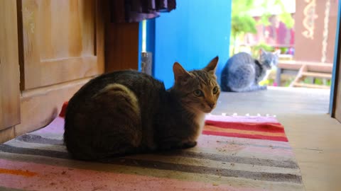 meditating cat