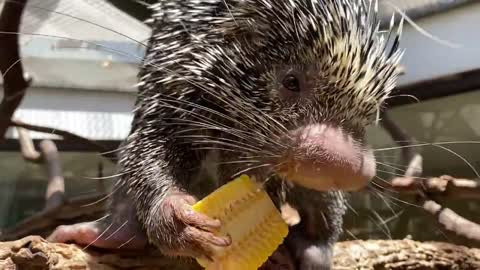 Prehensile-tailed Porcupine Quilliam Enjoys a Snack