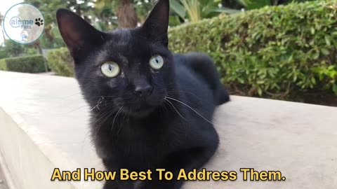 4 Strangest cat behaviors Explained