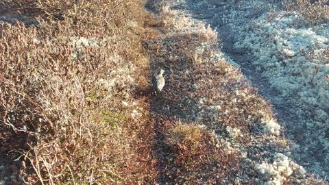 Baby dodo scooting around on private island