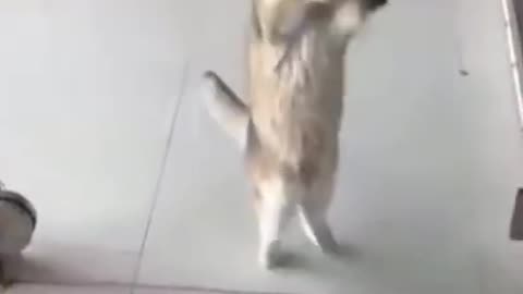 Funny cat dancer 🤣