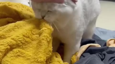 Cat funny Video