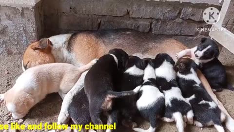 mother dog is feeding her cubs