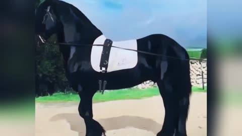 Beautiful Black Horse