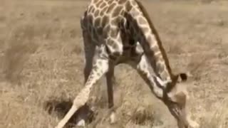 How giraffes eat grass | Wild ways giraffes eat