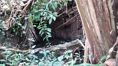 fishing in the well turns out to be a catfish