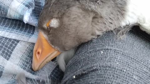 Sleepy Goose Falling Asleep has the Nibbles