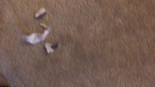 Corgi puppy destroys paper bag