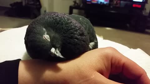 My pigeon relaxing with me