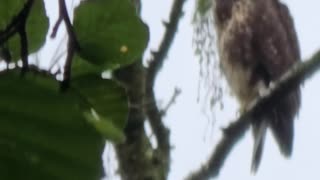 The reason you rarely see raptorial birds #mockumentary #nature