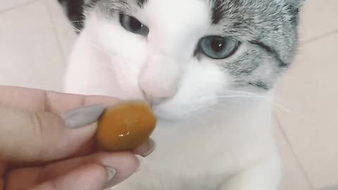 This cat loves so much olive)))