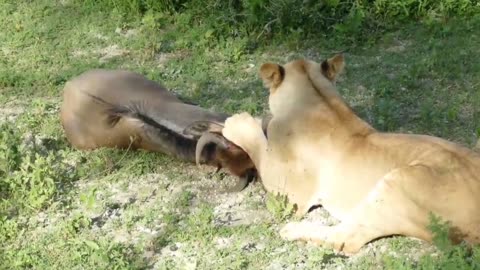 Wildebeest's Fatal Mistake Underestimating the Lioness