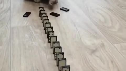 Cute cat, playing with dominos(*_*)