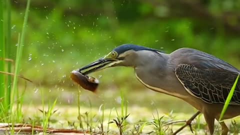 Butorides striata fishing#bird#nature