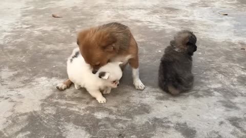 Dogs and puppies playing together