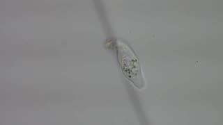 Mayorella Amoeba