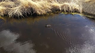 Peaceful Video of Mallard Duck Swimming in a Pond