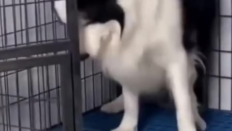 cat and dog funny video.