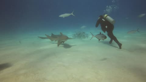 Hammerhead Shark Dive, Bimini