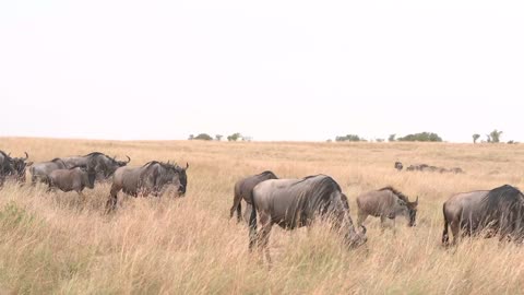 The Great Wildebeest Migration in Kenya Masai Mara 4K HDR