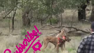 Man fights kangaroo to protect his dog