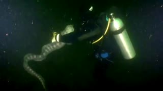 Scuba Diver Swims With World's Largest Wolf Eel