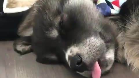 sleeping funny dog