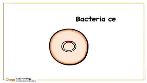 Understanding Cell Division in Bacteria | Introduction to Biology