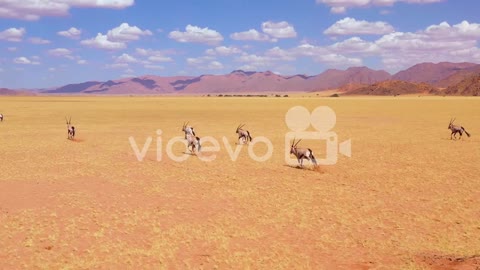 Astonishing aerial over herd of oryx antelope wildlife running fast across empty savannah and plains