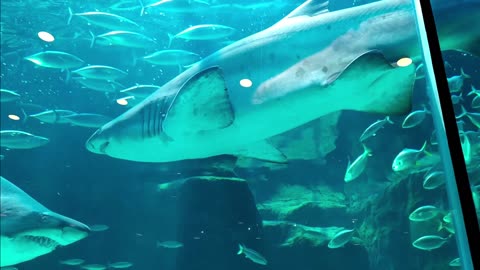 Tiger shark can weigh 1400 pounds 10 interesting facts