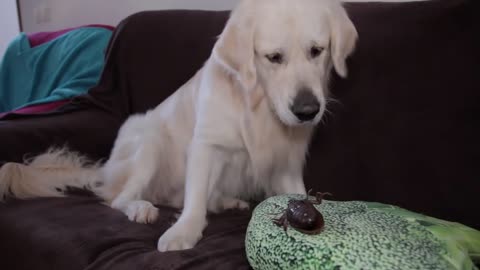 Golden Retriever Reacts to Giant Cockroach