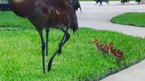 Sandhill Cranes and two babies but watch the background.