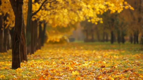 Fall autumn season nature leaves tree colourful tree live wallpaper videos