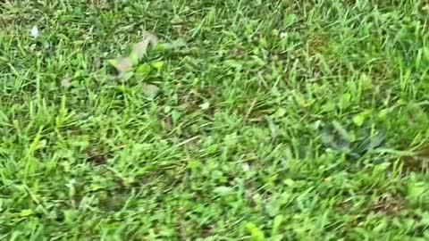 Man Saves Snapping Turtle Stuck in Pond's Overflow Pipe